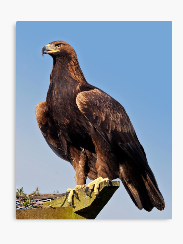 Claws Golden Eagle Canvas Print