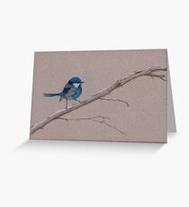 Splendid Fairy-Wren Greeting Card