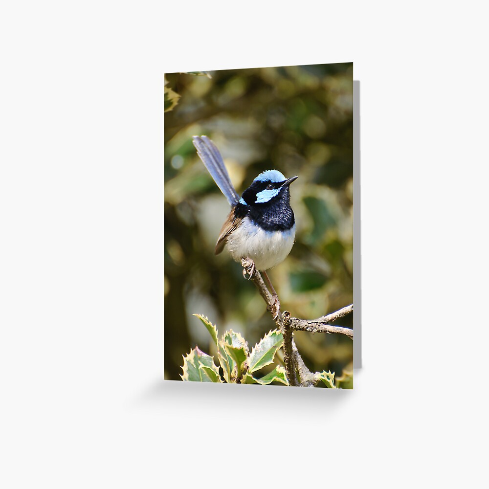 Superb Fairy Wren (male) Greeting Card