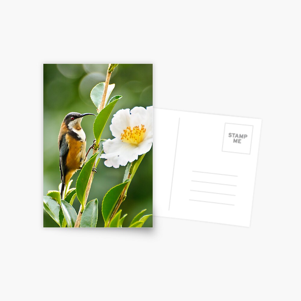 Eastern Spinebill Postcard