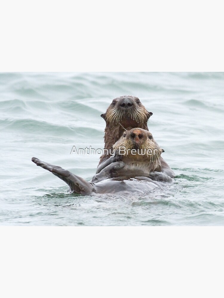 Two otters for the price of one by dailyanimals
