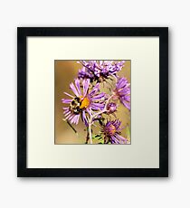 Bumble Bee Bumble Bee Framed Print
