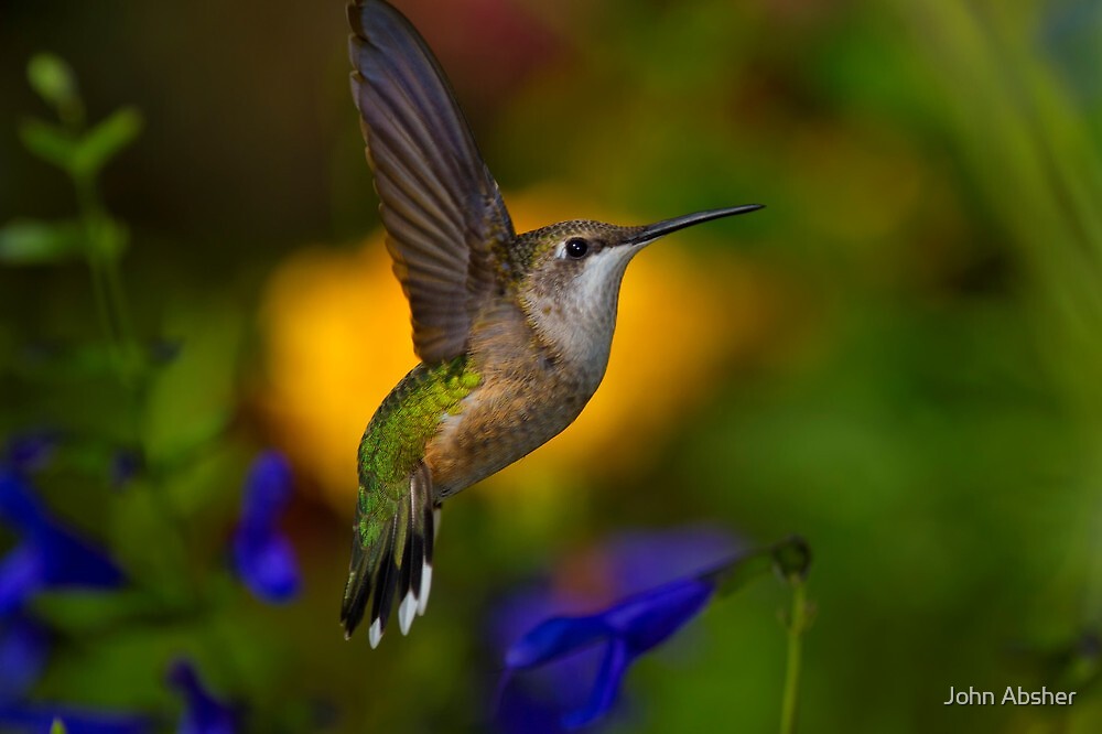 "Ruby Throated Hummingbird Suspended In Flight" by John ...