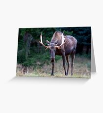 Don't Goose the Moose Greeting Card