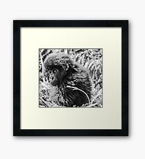 Mountain Gorilla, Volcanoes National Park, Rwanda, Africa. Framed Print