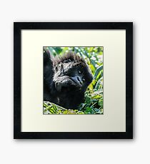 Mountain Gorilla, Volcanoes National Park, Rwanda, Africa. Framed Print