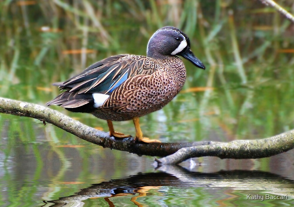 "Blue Winged Teal Duck" by Kathy Baccari | Redbubble