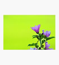 Summer Wallpaper Photographic Print