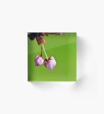 Love blooms with cherry blossoms Acrylic Block