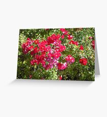 Rosebush Greeting Card