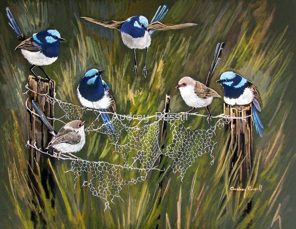 "Blue wrens in the australian bush" by Audrey Russill Redbubble