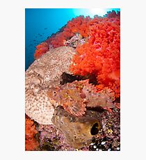Scorpion fish on reef wall Photographic Print