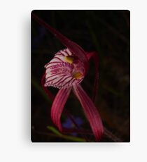 wild blood red orchid Canvas Print