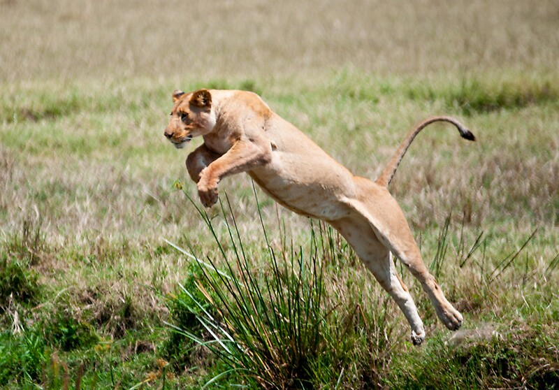 Jumping lioness , Masai Mara, Kenya Africa. / 