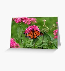 Bright & Beautiful Butterfly. (Monarch) Greeting Card