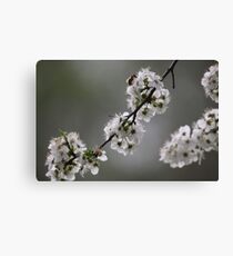 Bee-uatiful Canvas Print