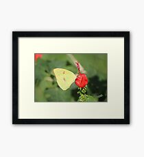 Cloudless Framed Print