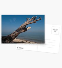 Lone Tree Postcards