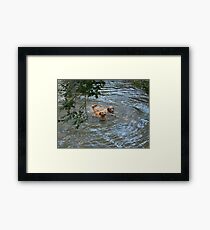 Is This The Stick You Threw? Framed Print