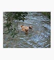 Is This The Stick You Threw? Photographic Print