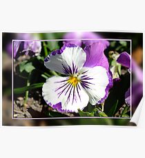 Purple Pansy Poster