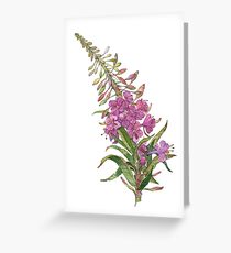 Willow-herb Greeting Card