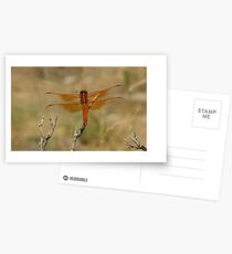 Flame Skimmer Postkarten