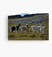 Wild goat family II Canvas Print