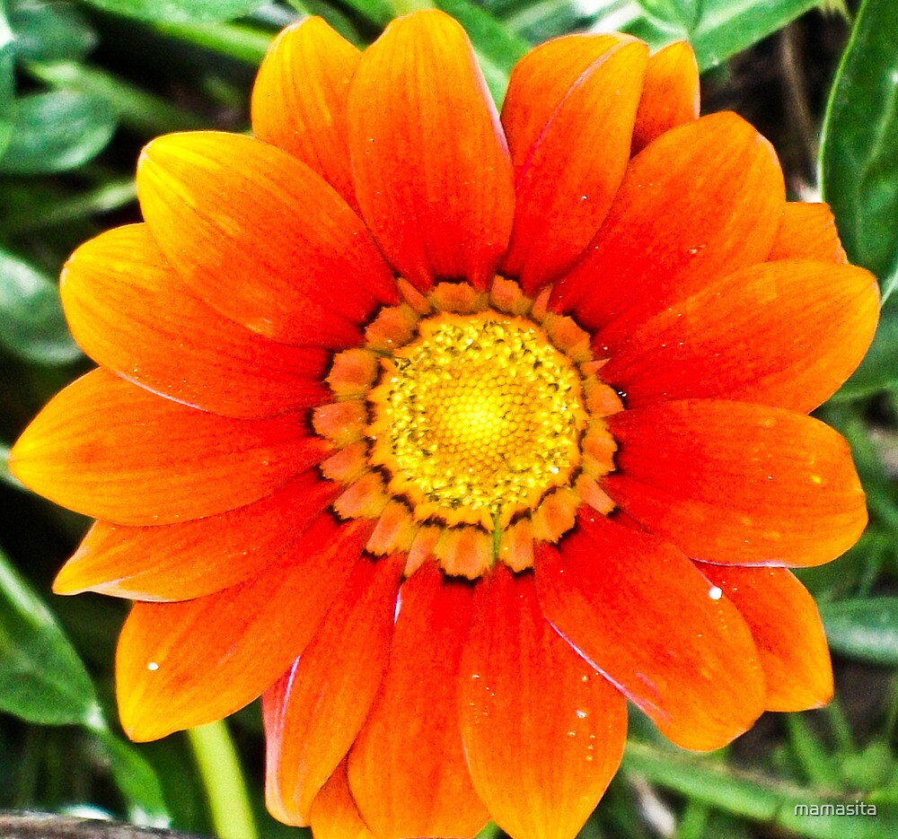 "Big Orange Flower" by mamasita Redbubble
