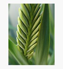 Green Green Green Photographic Print