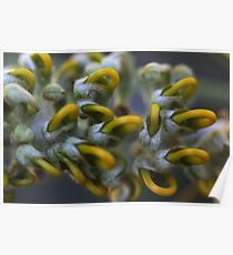 Grevillea pteridifolia Poster
