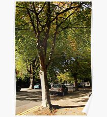 Sunlit Street Poster