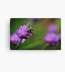 Head Down In The Pig Pen Canvas Print