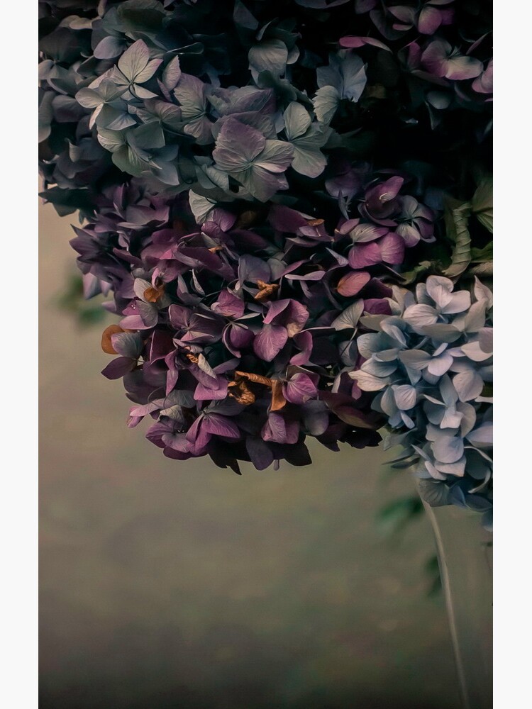 Hydrangea in the Fall by ajlphotography