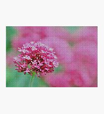 Summer Garden Photographic Print