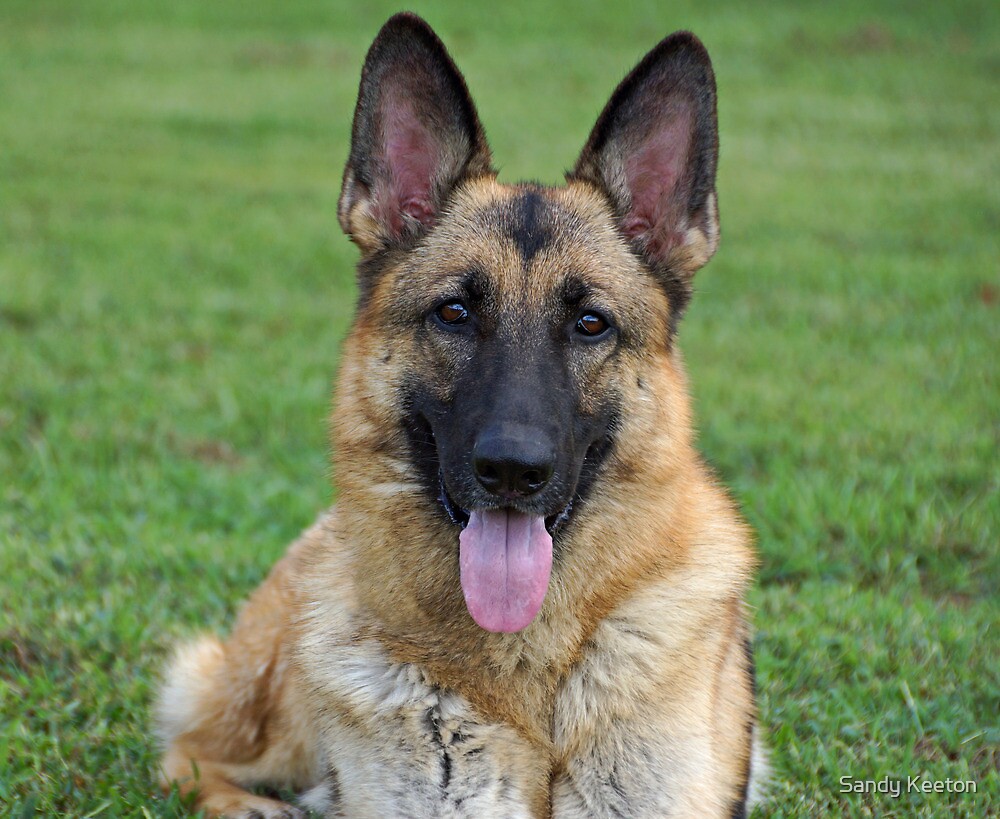 Beautiful Sable German Shepherd By Sandy Keeton Redbubble