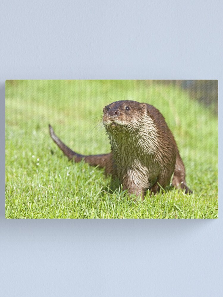 Alternate view of Curious otter Canvas Print