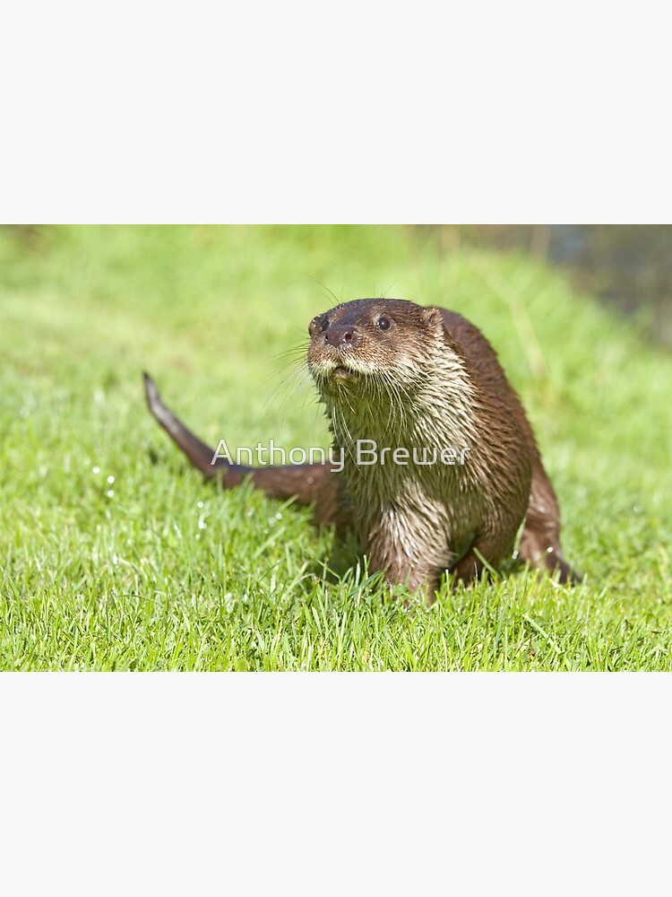 Curious otter by dailyanimals