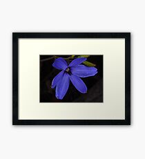 wild blue Laxmanniaceae Framed Print