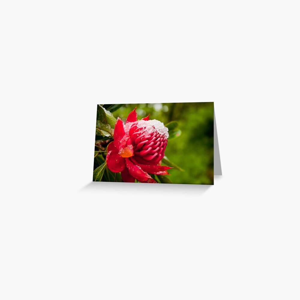 Snow-topped Waratah Greeting Card