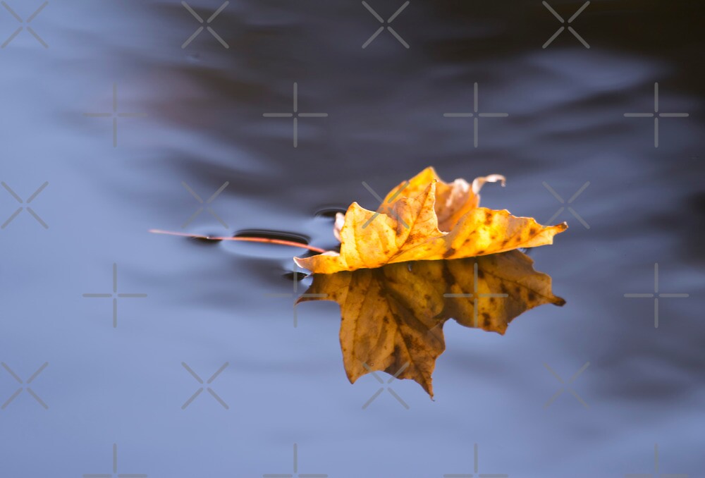 "Autumn Leaf Floating On Silky Water" by daphsam Redbubble