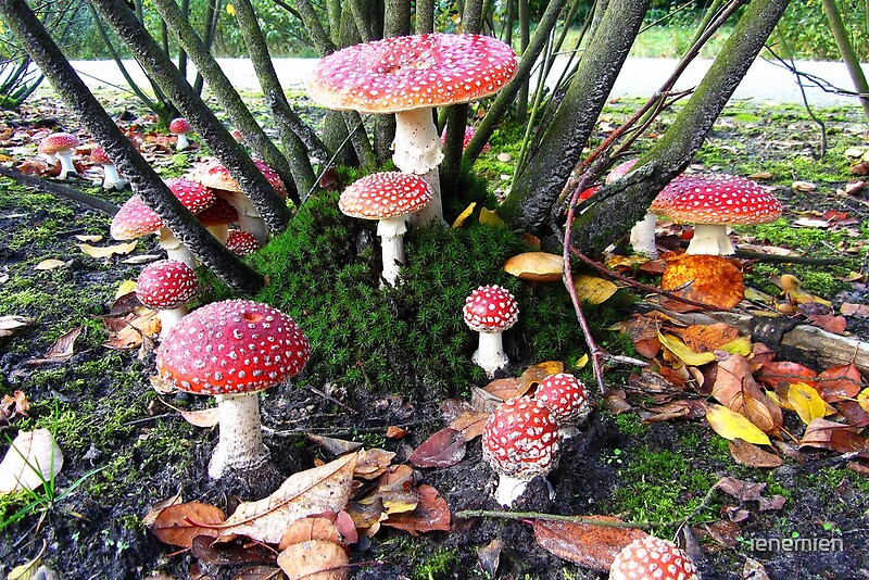 "A Fairy Ring with Mushrooms" by ienemien Redbubble