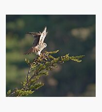 Kestrel shows her wings Photographic Print