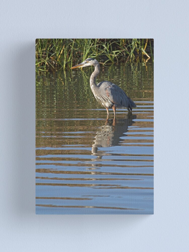 Alternate view of Heron portrait Canvas Print