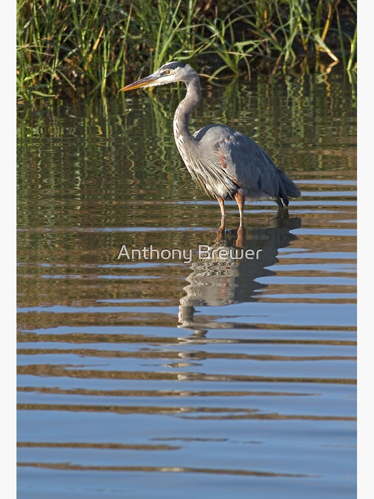 Heron portrait by dailyanimals