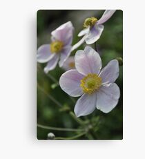 Blossoms Canvas Print