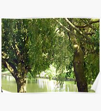 Willow trees Poster