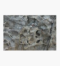 MCC Evolution Tales Photographic Print