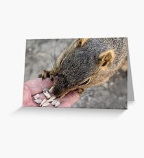 Sunflower seeds for a friend Greeting Card
