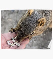 Sunflower seeds for a friend Poster